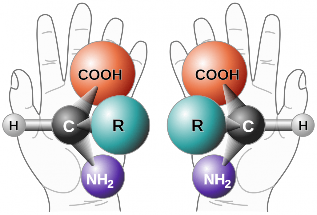 Chiral molecules come in left-handed and right-handed versions. Credit: Wikipedia